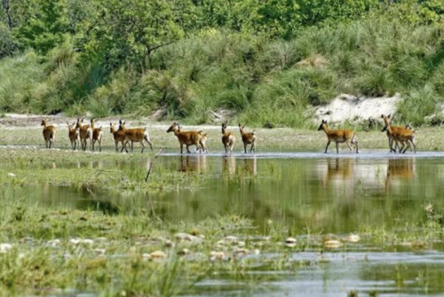 Bardiya National Park: The Ultimate Guide