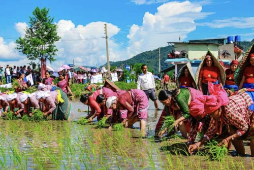 Rice Planting Festival in Nepal and Harvesting Festivals