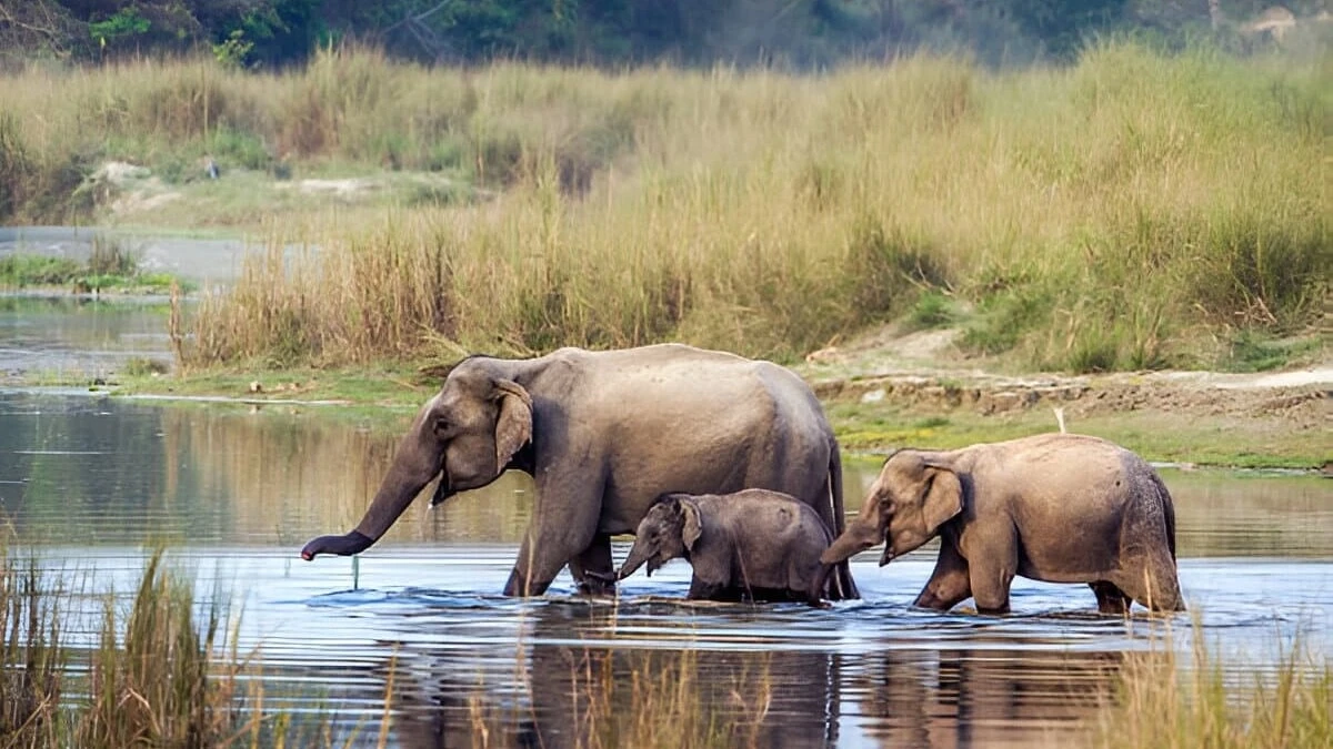 chitwan-jungle-safari-tour
