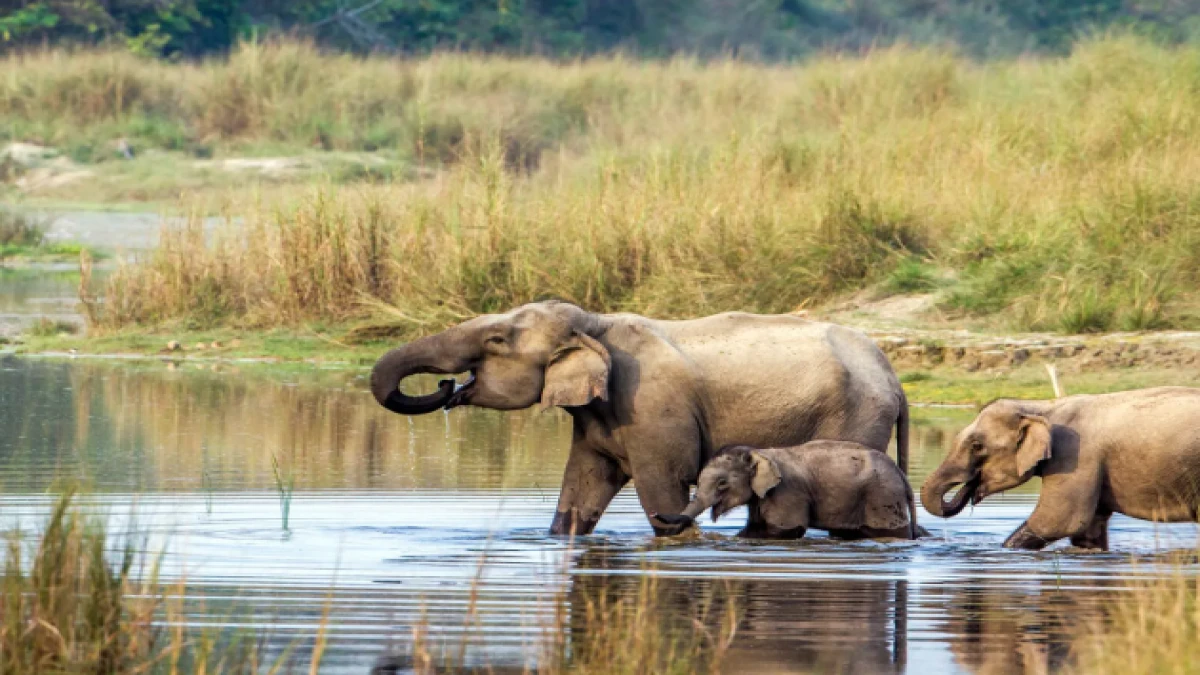 elephant-chitwan-nepal