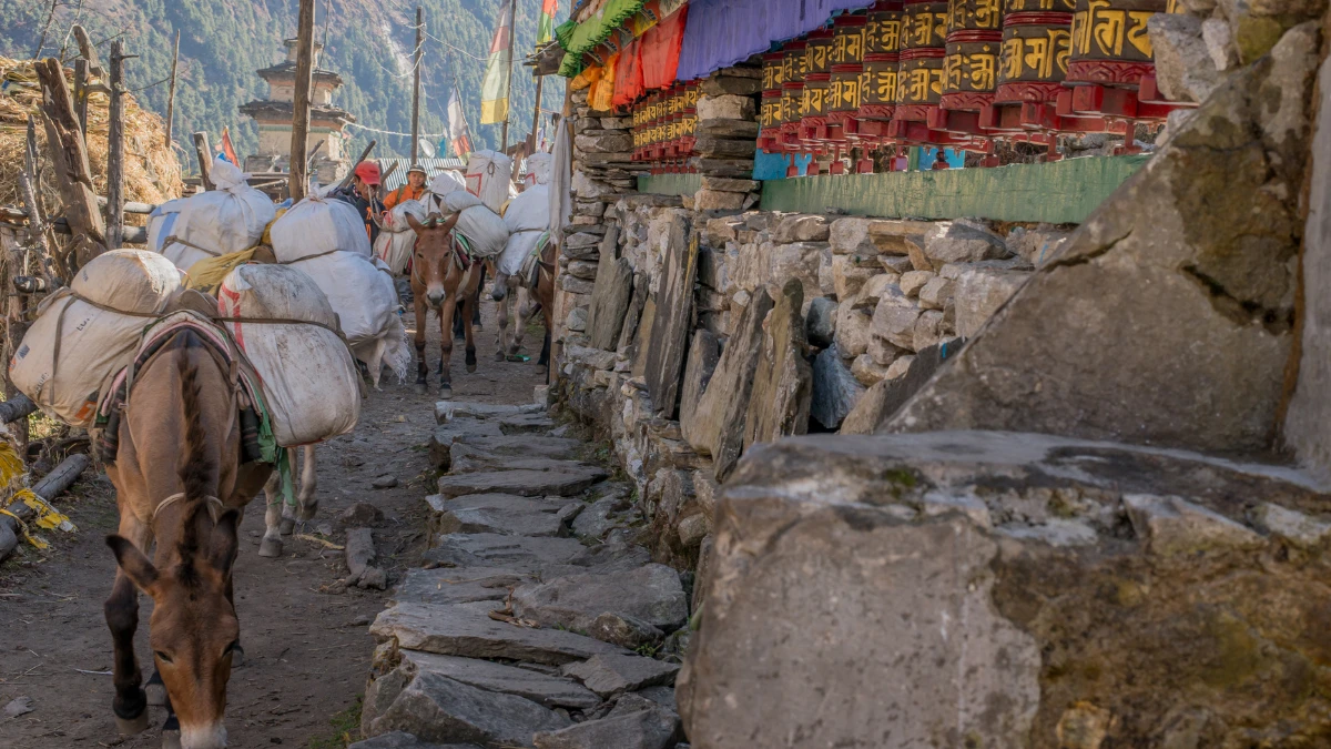 manaslu-trekking