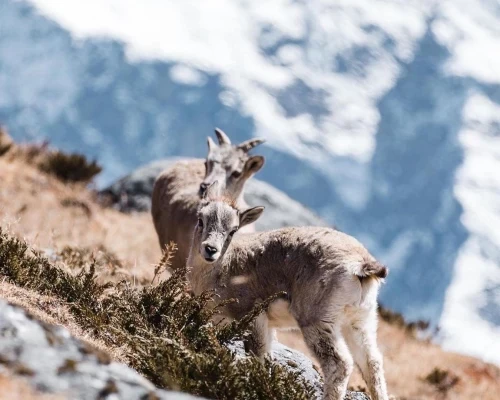 Manaslu Circuit Trek 